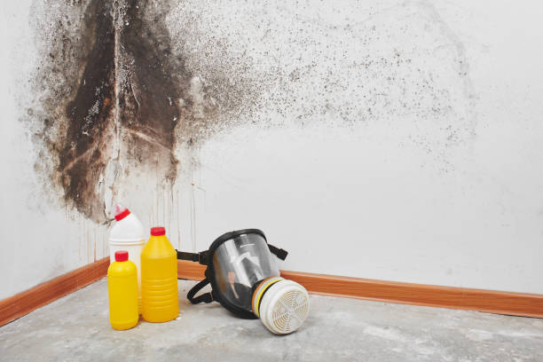 Best Professional Mold Removal  in Island Heights, NJ
