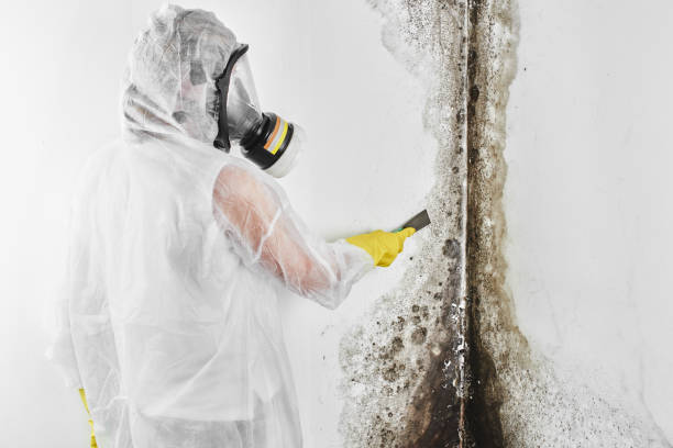 Attic Mold Removal in Island Heights, NJ