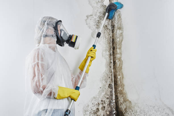 Best Commercial Mold Removal  in Island Heights, NJ