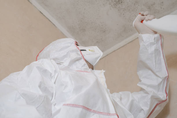Best Certified Mold Removal  in Island Heights, NJ