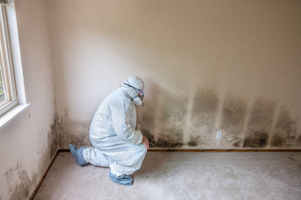 Best Crawl Space Mold Removal  in Island Heights, NJ