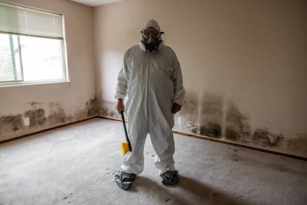 Mold Removal Process in Island Heights, NJ