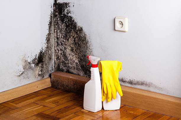 Best Residential Mold Removal  in Island Heights, NJ