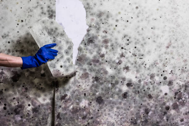 Best Mold Damage Repair  in Island Heights, NJ