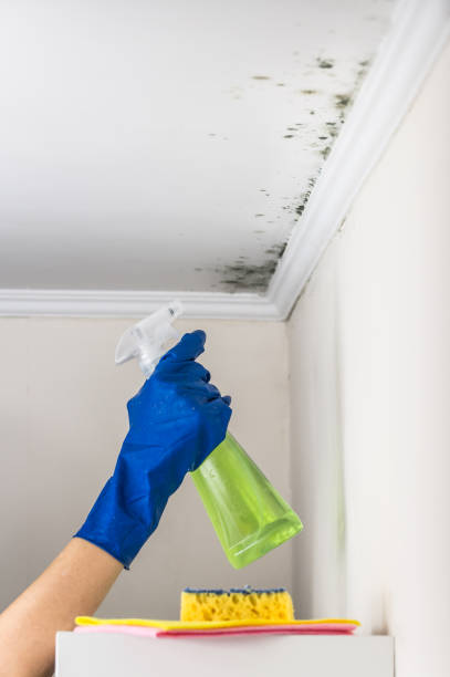 Best Mold Cleaning Services  in Island Heights, NJ