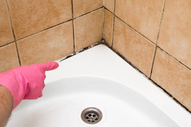Best Local Mold Removal Service  in Island Heights, NJ