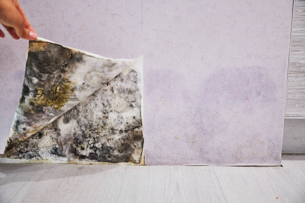 Best Best Mold Removal Companies  in Island Heights, NJ
